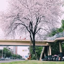 温江二中 - 成都市旅游 缩略图 1