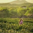 杭州西湖风景名胜区-敕建净慈禅寺 - 杭州市旅游 缩略图 5