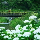 万卷书台景区 - 重庆市旅游 缩略图 5