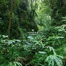高黎贡山山脉 - 保山市旅游 缩略图 6