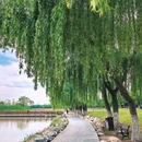 滨湖湿地森林公园 - 合肥市旅游 缩略图 5