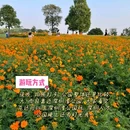 深圳湾公园 - 深圳市旅游 缩略图 5