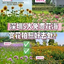 深圳湾公园 - 深圳市旅游 缩略图 1