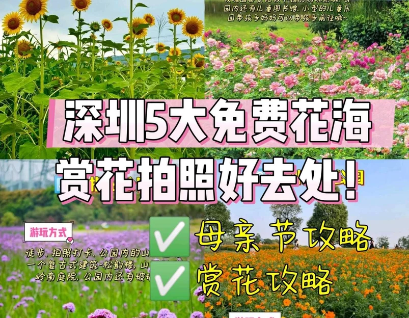 深圳湾公园 - 深圳市旅游 1