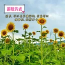 深圳湾公园 - 深圳市旅游 缩略图 2
