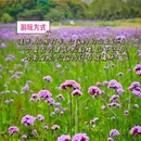 深圳湾公园 - 深圳市旅游 缩略图 8