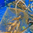 食味鲜蒸汽海鲜·爆膏罗氏虾(番禺万达店) - 广州市旅游 缩略图 9