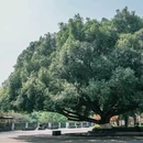 建文峰登山游步道 - 重庆市旅游 缩略图 7