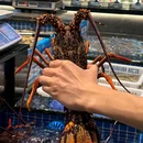 海鲨湾连锁海鲜餐厅·团建·聚餐(南澳美食中心店) - 汕头市旅游 缩略图 9