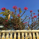 泰国 - 海外旅游 缩略图 8