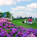 荷兰花海 - 盐城市旅游 缩略图 4