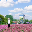 荷兰花海 - 盐城市旅游 缩略图 7