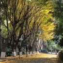 重庆理工大学(杨家坪校区) - 重庆市旅游 缩略图 7