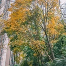 重庆理工大学(杨家坪校区) - 重庆市旅游 缩略图 9