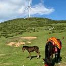 百草坪 - 毕节市旅游 缩略图 8