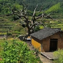 后畲村 - 丽水市旅游 缩略图 8