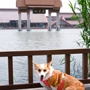 上海松江广富林希尔顿酒店 - 上海市旅游 缩略图 1