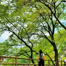 少华山国家森林公园 - 渭南市旅游 缩略图 2