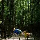 龙椅山植物园 - 成都市旅游 缩略图 7