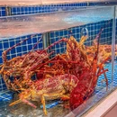 江楠粤菜馆·粤式早茶·海鲜火锅(恒福路店) - 广州市旅游 缩略图 9