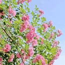 奥林匹克森林公园北园-东门 - 北京市旅游 缩略图 9