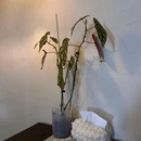 UNCLE SEAL CAFE 海豹蜀黍 - 南京市旅游 缩略图 9