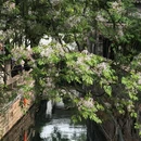 乌镇古镇旅游区 - 嘉兴市旅游 缩略图 4