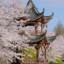 乌镇古镇旅游区 - 嘉兴市旅游 缩略图 3