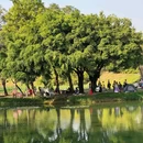 深圳中心公园 - 深圳市旅游 缩略图 3
