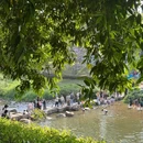 深圳中心公园 - 深圳市旅游 缩略图 4