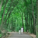 花楸村 - 成都市旅游 缩略图 5