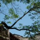镇山村 - 贵阳市旅游 缩略图 3
