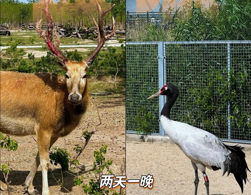 中华麋鹿园 - 盐城市旅游 1