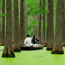 渌洋湖湿地公园 - 扬州市旅游 缩略图 1