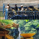 安徽青云峡景区 - 安庆市旅游 缩略图 9