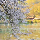 杭州西湖风景名胜区-曲院风荷 - 杭州市旅游 缩略图 2