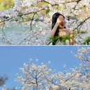 杭州西湖风景名胜区-曲院风荷 - 杭州市旅游 缩略图 3