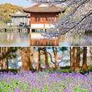 杭州西湖风景名胜区-曲院风荷 - 杭州市旅游 缩略图 5