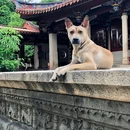 开元寺景区 - 泉州市旅游 缩略图 3