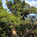 开元寺景区 - 泉州市旅游 缩略图 8