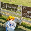 diudiu牧场咖啡 - 湖州市旅游 缩略图 7