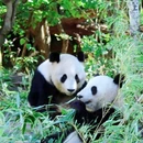 维也纳 - 奥地利旅游 缩略图 9