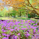 成华公园 - 成都市旅游 缩略图 6