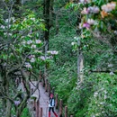 眉山瓦屋山国家森林公园 - 眉山市旅游 缩略图 2