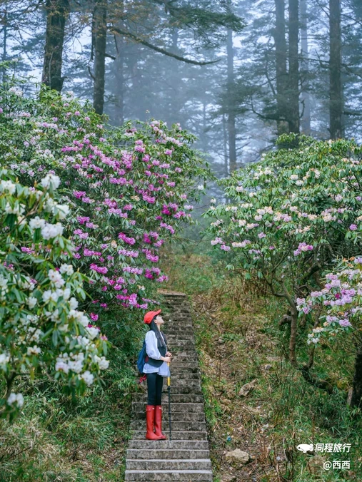 眉山瓦屋山国家森林公园 - 眉山市旅游