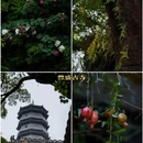 慈湖丰盛古寺 - 清远市旅游 缩略图 9