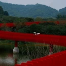 虹桥公园 - 深圳市旅游 缩略图 3