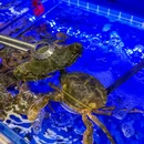 四囍码头海鲜自助火锅(外滩南京东路悦荟广场店) - 上海市旅游 缩略图 9