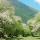 甲根坝景点·自然山水风光 - 甘孜藏族自治州旅游 缩略图 2