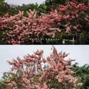 深圳国际园林花卉博览园 - 深圳市旅游 缩略图 9